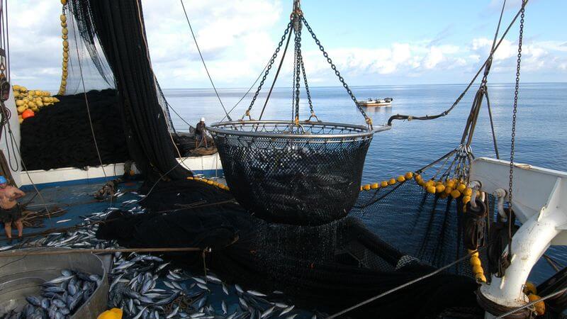 Purse Seine Net & Steel Catch Basket